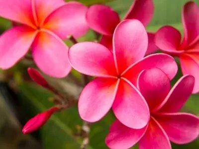 1-pink-plumeria-cutting-unrooted-10-frangipani-tropical-flower-starter-plumeria- 1 Pink Plumeria Cutting - Unrooted, 10" Frangipani, Tropical Flower Starter, Plumeria Rubra, Fresh Single Head Cutting, Rare Exotic Garden