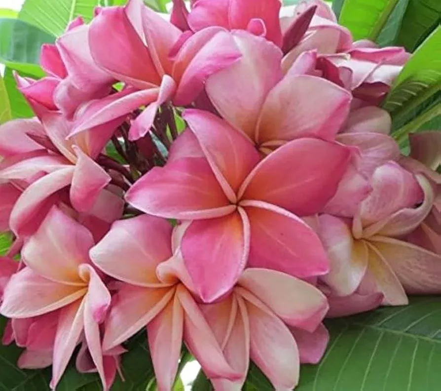 1-pink-plumeria-unrooted-cutting-fresh-starter-cutting-single-head-10-inches-tro 1 Pink Plumeria Unrooted Cutting - Fresh Starter Cutting, Single Head, 10 Inches - Tropical Plant with Fragrant Pink Flowers Plumeria Rubra