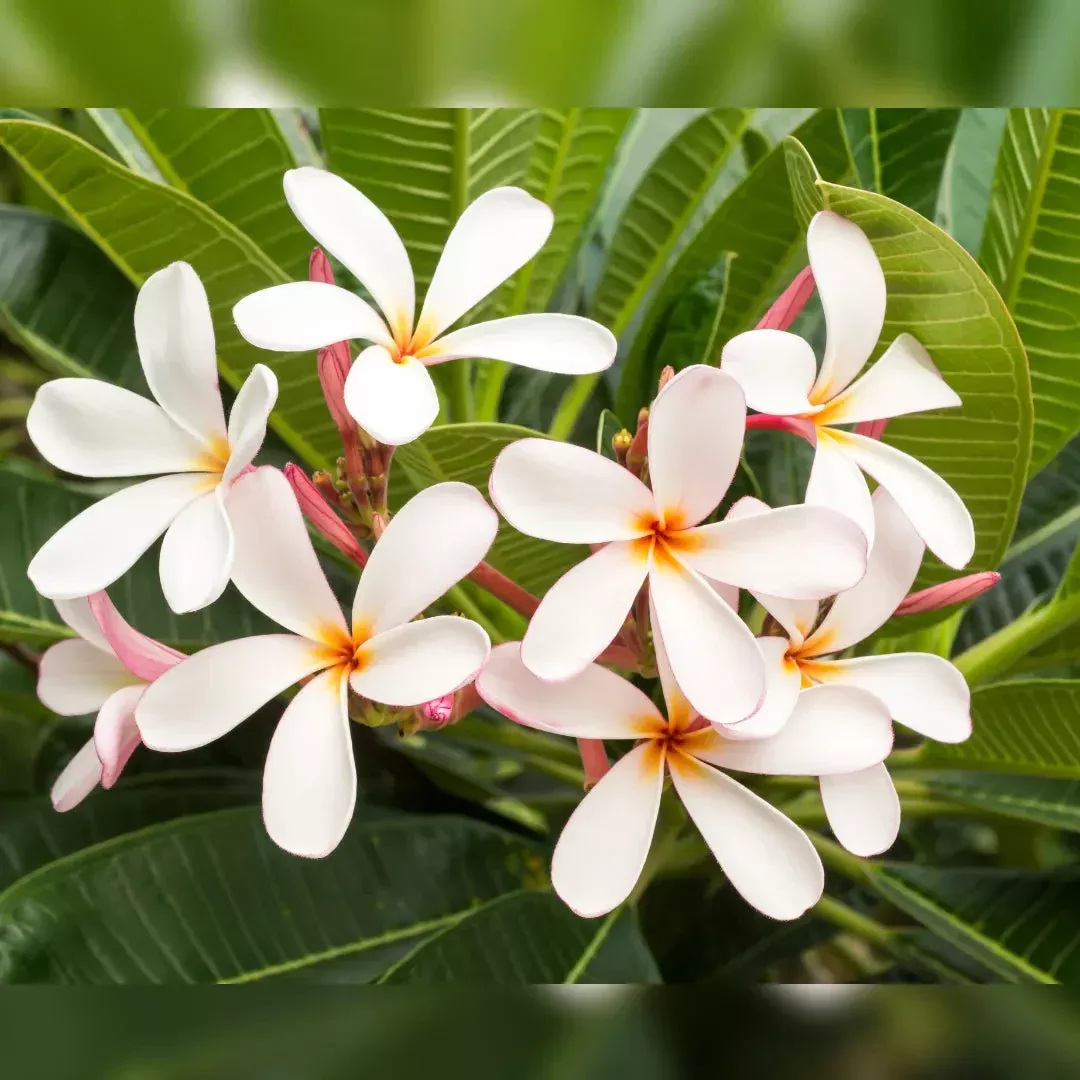 1-plumeria-unrooted-cutting-10-11-frangipani-tropical-flowering-plant-garden-exo 1 Plumeria Unrooted Cutting 10"-11" Frangipani | Tropical Flowering Plant for Garden, Exotic Plumeria Rubra, Fragrant White & Pink Blooms