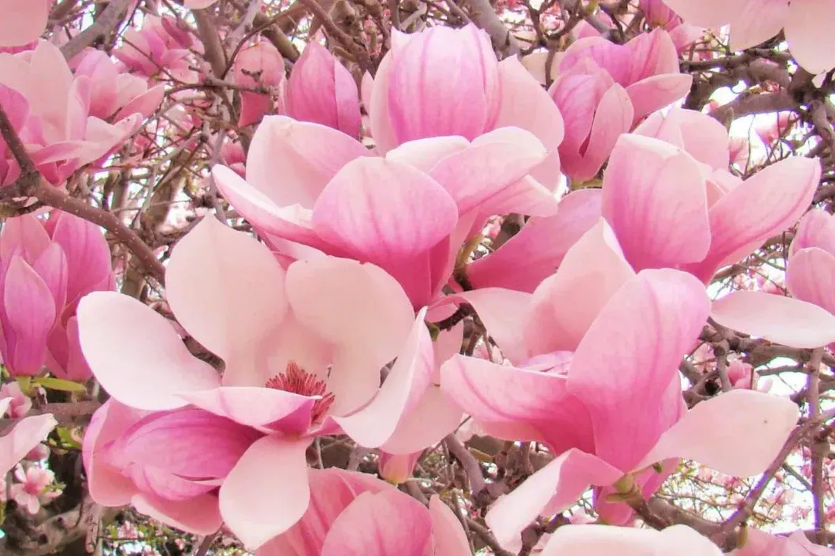 1-saucer-magnolia-sapling-dormant-6-12-bare-root-flowering-tree-pink-spring-bloo 1 'Saucer' Magnolia Sapling | Dormant 6-12" Bare Root Flowering Tree | Pink Spring Blooms
