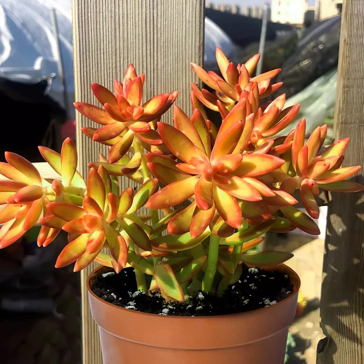 1-sedum-adolphi-firestorm-succulent-rooted-plant-in-2-pot-red-orange-coppertone- 1 Sedum Adolphi Firestorm Succulent - Rooted Plant in 2” Pot - Red-Orange Coppertone, Easy Care, Perfect for Containers