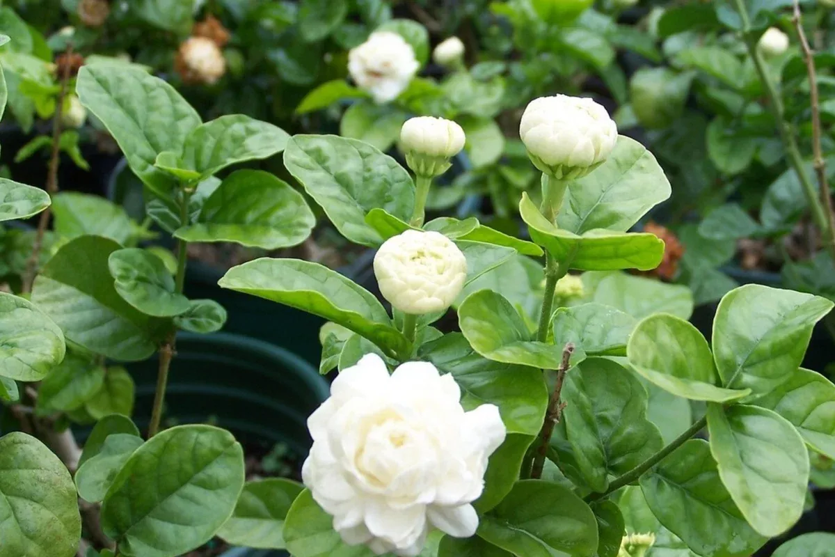 1 Starter Plant of Grand Duke of Tuscany Jasmine- Live Bare Root, 2-5 Inches Tall - Super Fragrant Flowers for Indoor or Outdoor Gardens