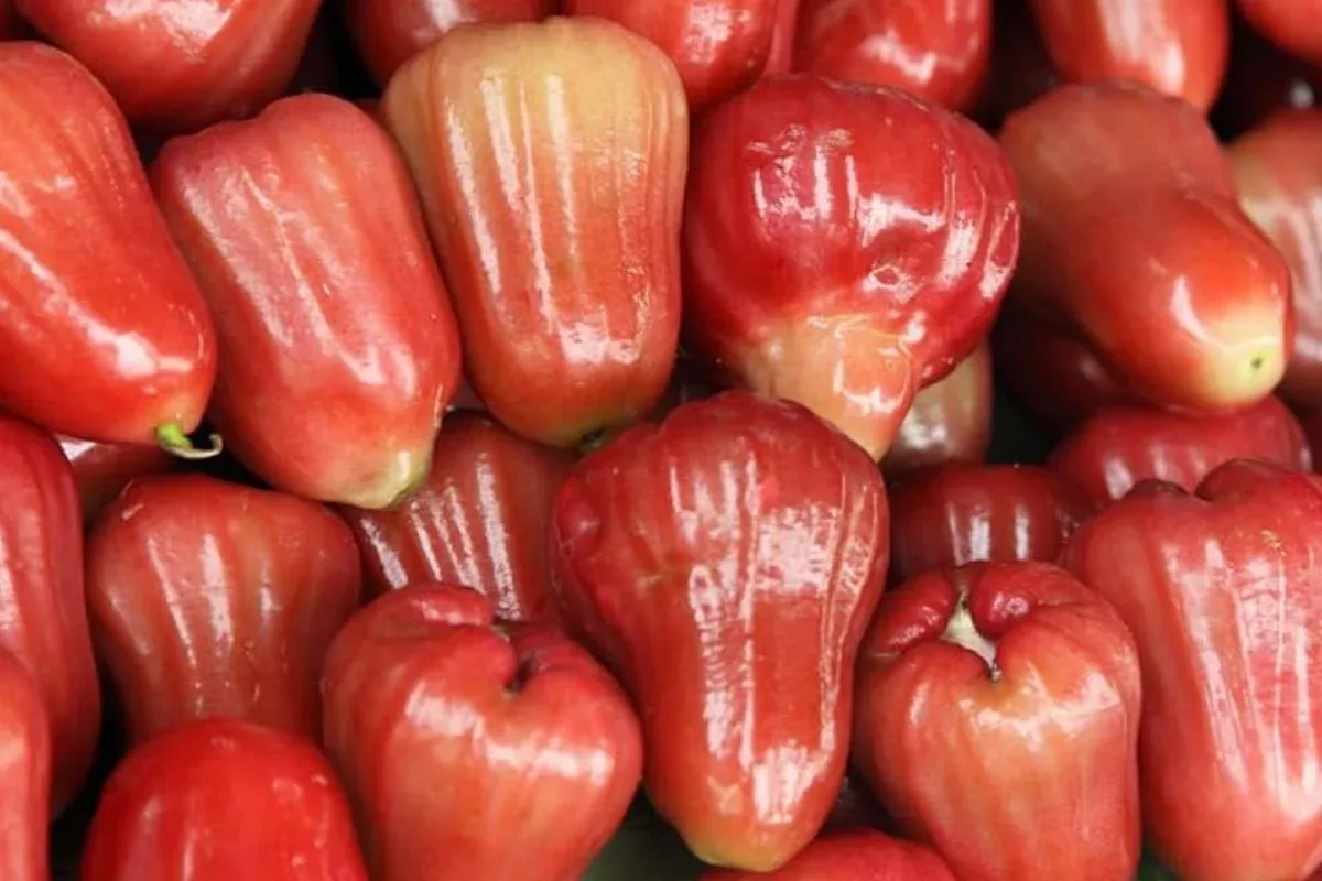1 Starter Plant Red Wax Jambu Tree (Syzygium jambos) Live Fruit Tree 12’-24’