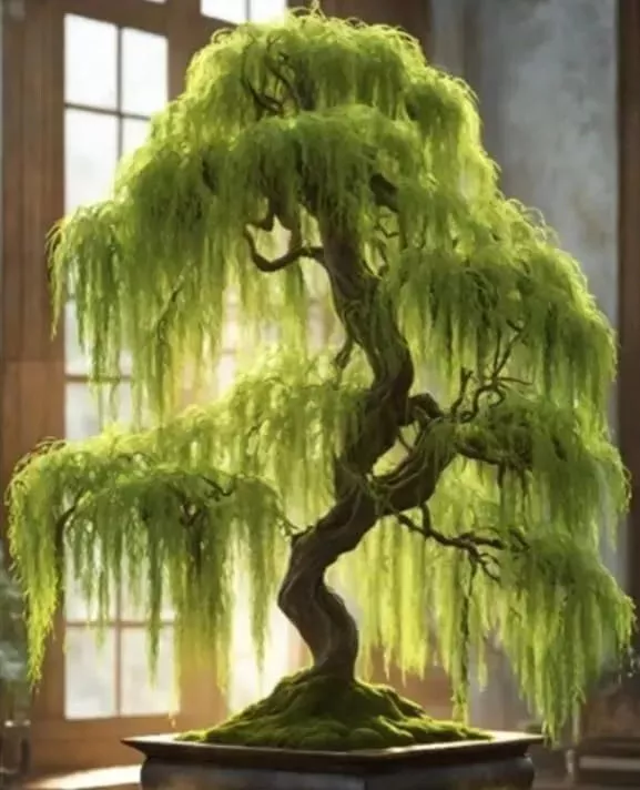 1-unroot-cutting-hey-dina-willow-bonsai-tree-fast-growing-indoor-outdoor-salix-h 1 UNROOT CUTTING of Hey Dina Willow for Bonsai Tree - Fast Growing, Indoor/Outdoor - Salix 'Hey Dina'