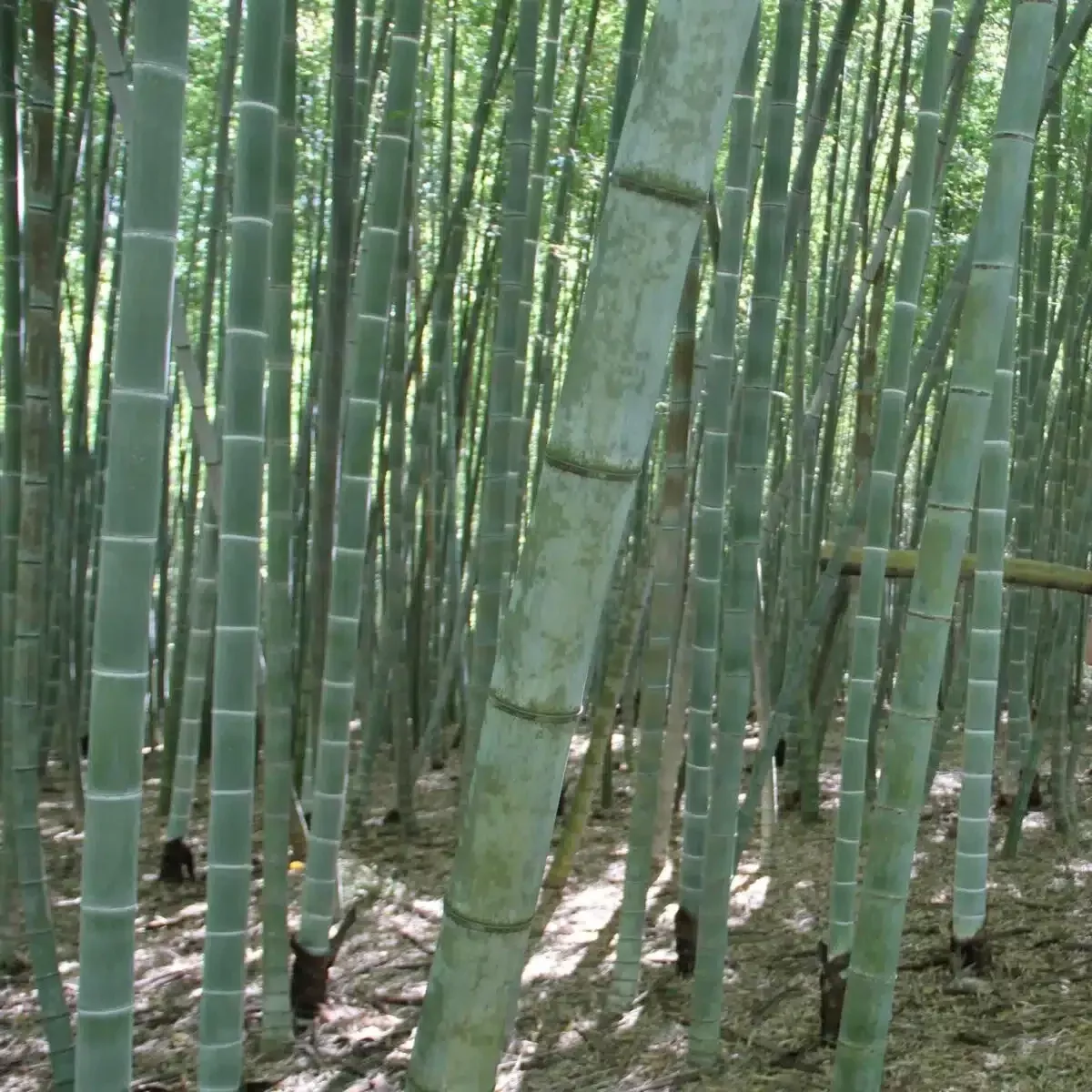 1 Unrooted Cuttings Moso Bamboo Plant (Phyllostachys edulis) Big Live Plant for Garden