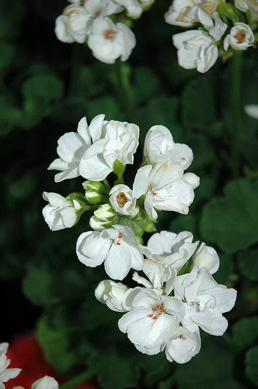 1 Well Rooted 4" Geranium ‘Patriot White’ Live Plant Bright Crystal White Zonal Geranium (Pelargonium) Hardy Flowering Plant for Garden & Pots