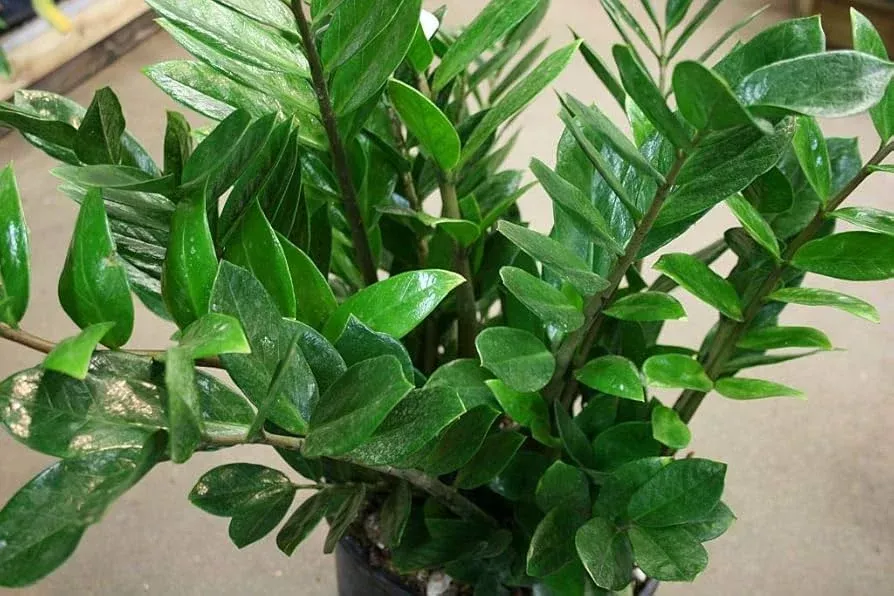 1 Zamioculcas zamiifolia - ZZ Chameleon Live Plant 7" Tall in 4" Pot - Low-Light Indoor Houseplant