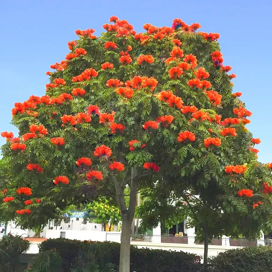 10 African Tulip Tree Seeds (Spathodea campanulata) – Exotic Blooms, 50 Ft Tall, Zones 10-12