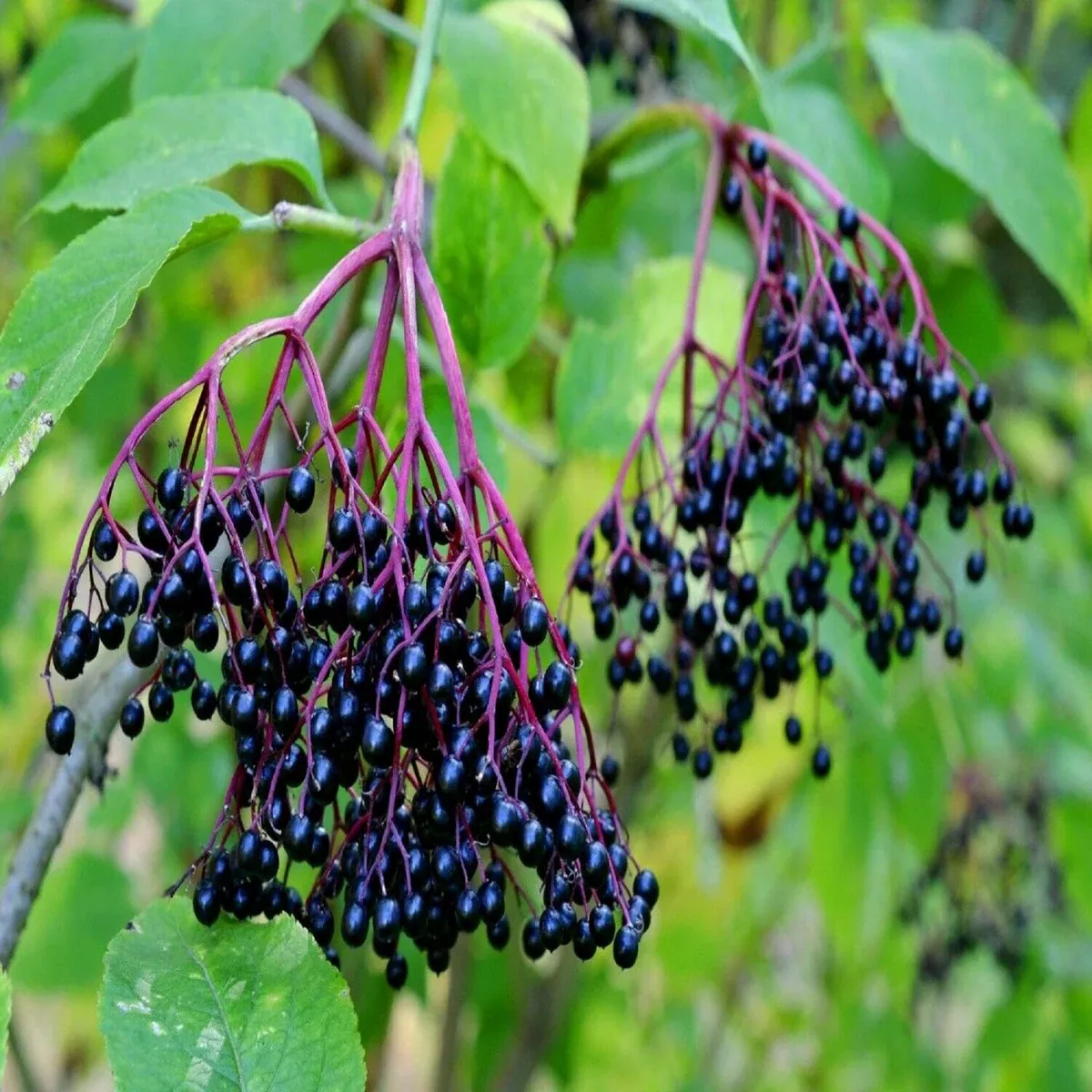10-american-elderberry-unrooted-cuttings-sambucus-canadensis-elderberry-plant-he 10 American Elderberry Unrooted Cuttings - Sambucus Canadensis - Elderberry Plant for Health, Home Garden Berries