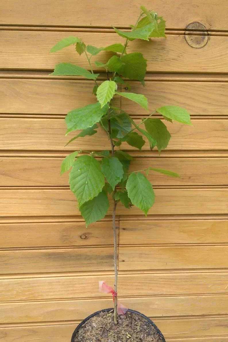 10-american-hazelnut-trees-6-12-corylus-americana-live-dormant-trees-wildlife-ha 10 American Hazelnut Trees, 6-12" Corylus americana, Live Dormant Trees for Wildlife Habitat & Nut Production