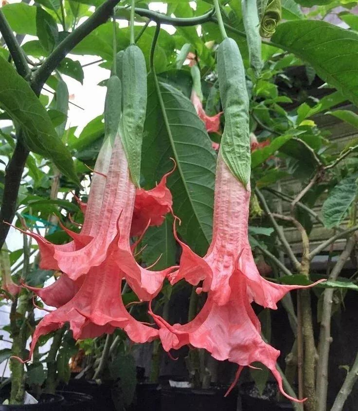 10-angel-trumpet-seeds-summer-rose-brugmansia-datura-668-exotic-flower-seeds-gar 10 Angel Trumpet Seeds - Summer Rose Brugmansia Datura 668 - Exotic Flower Seeds for Garden Enthusiasts