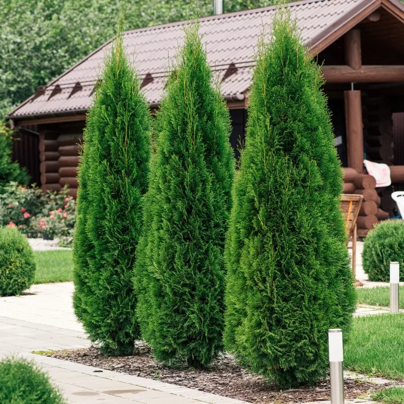 10-arborvitae-emerald-green-cuttings-thuja-emerald-unrooted-shrub-10-15-cm-long- 10 Arborvitae Emerald Green Cuttings, Thuja Emerald, Unrooted Shrub 10-15 cm Long - Hardy, Fast-Growing Evergreen for Privacy & Landscaping