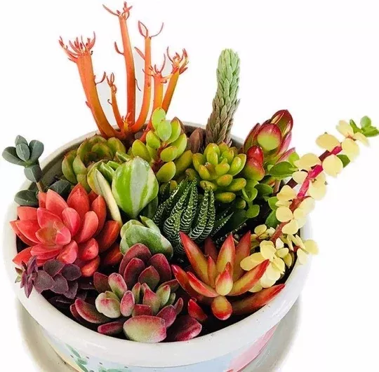 10 Assorted Succulent Cuttings for Dish Gardens and Terrariums - Fresh Clippings for Mini Fairy Gardens, Perfect Indoor Outdoor Decor