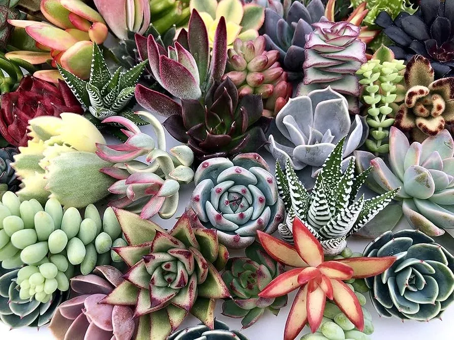 10-assorted-succulent-cuttings-terrariums-dish-gardens-mini-fairy-garden-plants- 10 Assorted Succulent Cuttings for Terrariums Dish Gardens, Mini Fairy Garden Plants, Varieties Including Echeveria, Crassula, Sedum & More