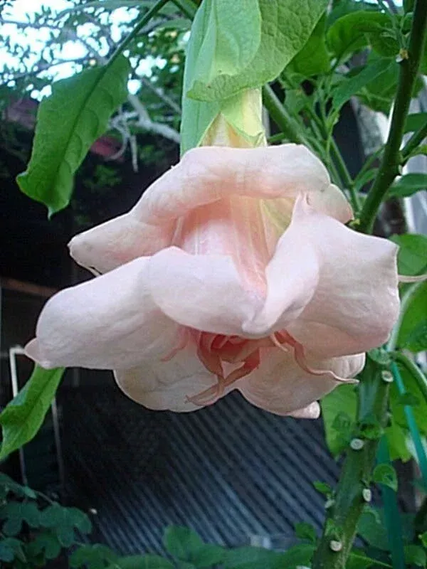 10-baby-pink-angel-trumpet-seeds-brugmansia-datura-flower-seeds-garden 10 Baby Pink Angel Trumpet Seeds - Brugmansia Datura - Flower Seeds for Garden