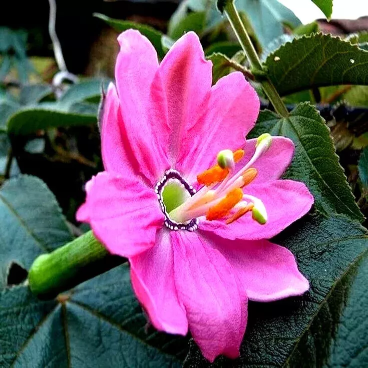 10-banana-passionfruit-seeds-fast-flowering-vine-plant-rare-variety-passiflora-m 10 Banana Passionfruit Seeds - Fast Flowering Vine Plant, Rare Variety (Passiflora Mollissima)