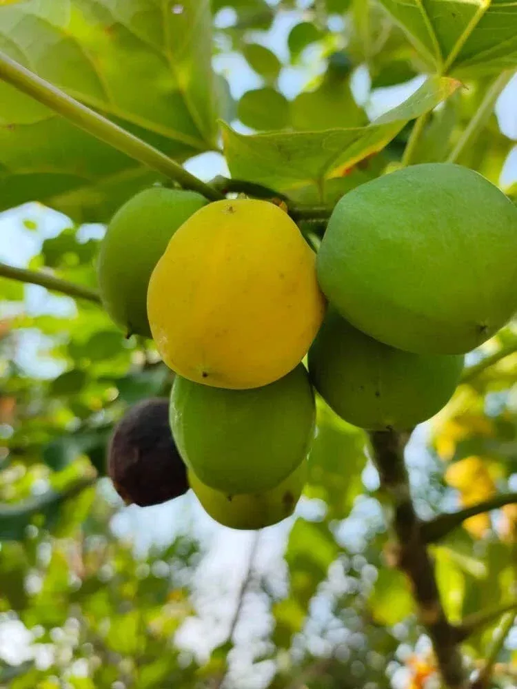 10-barbados-nut-tree-seeds-physic-nut-jatropha-curcas-tropical-hardy-oil-seed-pl 10 Barbados Nut Tree Seeds - Physic Nut - Jatropha curcas - Tropical, Hardy, Oil Seed Plant