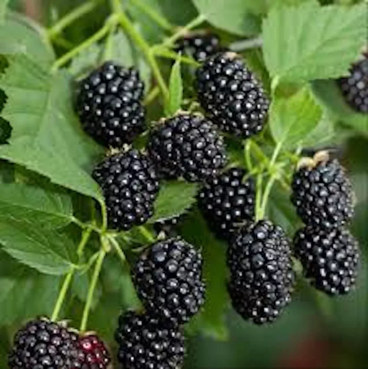 10-bare-root-blackberry-plants-sweetie-pie-non-gmo-rubus-fruit-starter 10 Bare Root Blackberry Plants Sweetie Pie Non-GMO Rubus Fruit Starter