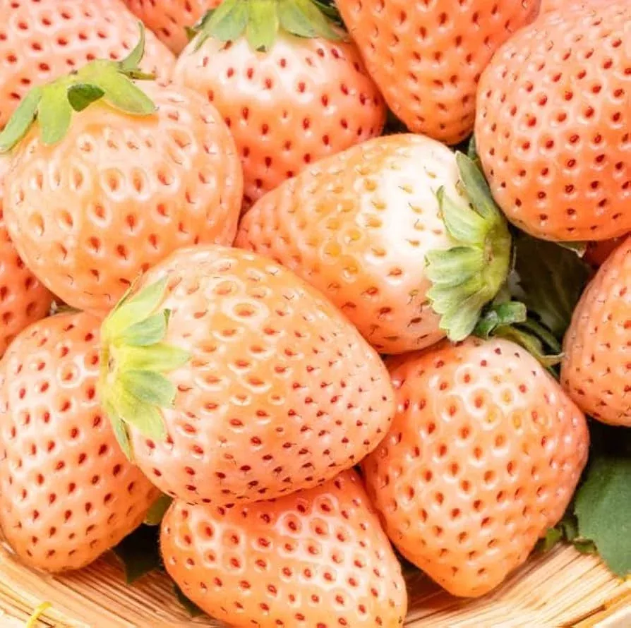 10-bare-root-pineapple-strawberry-plants-fragaria-ananassa-unique-white-strawber 10 Bare Root Pineapple Strawberry Plants – Fragaria × ananassa, Unique White Strawberries
