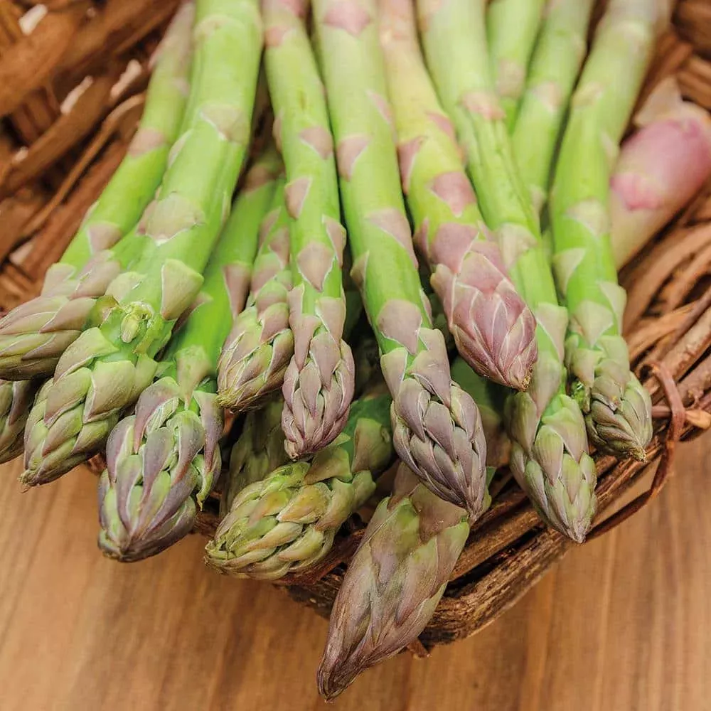 10-bare-root-plants-green-jersey-giant-live-asparagus-2-year-crowns-asparagus-of 10 Bare Root Plants Green Jersey Giant Live Asparagus, 2-Year Crowns, Asparagus officinalis, High-Yield, Perennial Garden Starter