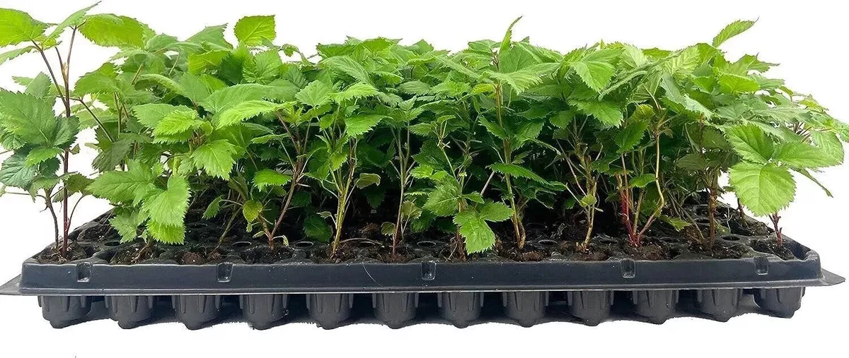 10-bare-root-thornless-blackberry-plants-apache-variety-rubus-fruit-starter-shru 10 Bare Root Thornless Blackberry Plants, Apache Variety (Rubus), Fruit Starter Shrubs for Garden or Landscape