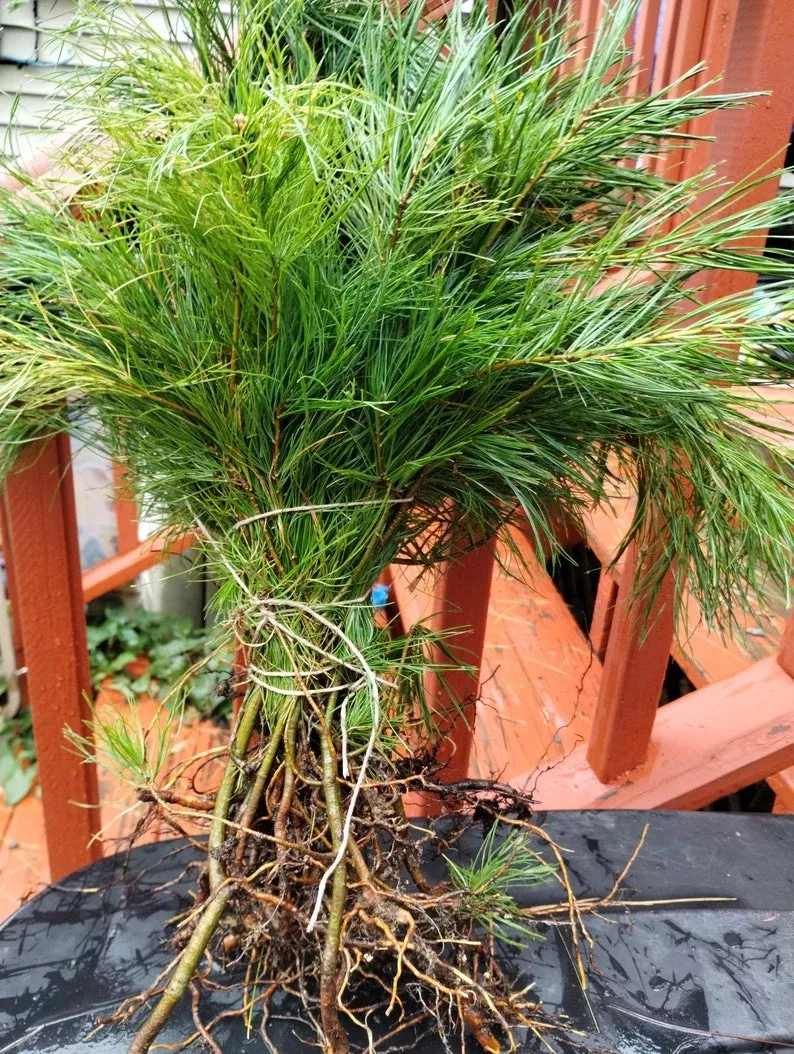 10-bare-root-white-pine-seedlings-fast-growing-evergreen-pinus-strobus-ideal-lan 10 Bare Root White Pine Seedlings - Fast-Growing Evergreen - Pinus strobus - Ideal for Landscaping and Reforestation