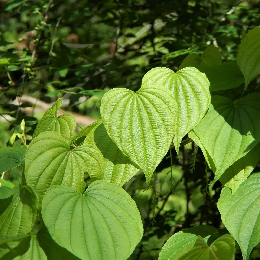 10-bare-root-wild-yam-plants-perennial-vine-dioscorea-villosa-organic-wildflower 10 Bare Root Wild Yam Plants, Perennial Vine, Dioscorea villosa, Organic Wildflower Bulbs for Gardens