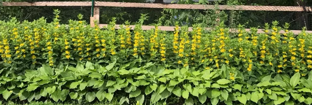 10-bare-root-yellow-loosestrife-perennial-plants-lysimachia-vulgaris-butterfly-a 10 Bare Root Yellow Loosestrife Perennial Plants (Lysimachia vulgaris) - Butterfly Attracting, Deer Resistant, Outdoor Garden Flowers