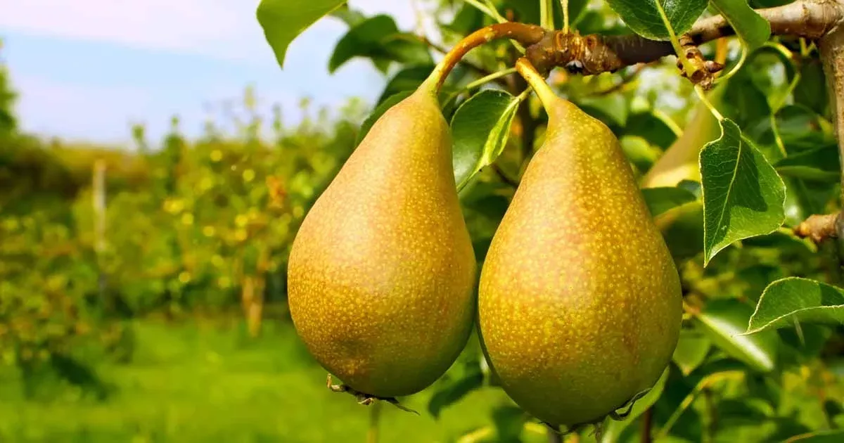10-bartlett-pear-tree-seeds-pyrus-communis-sweet-edible-pears-grow-your-own-deli 10 Bartlett Pear Tree Seeds (Pyrus communis) | Sweet Edible Pears | Grow Your Own Delicious Pear Tree, Perfect for Fruit Gardens & Orchards