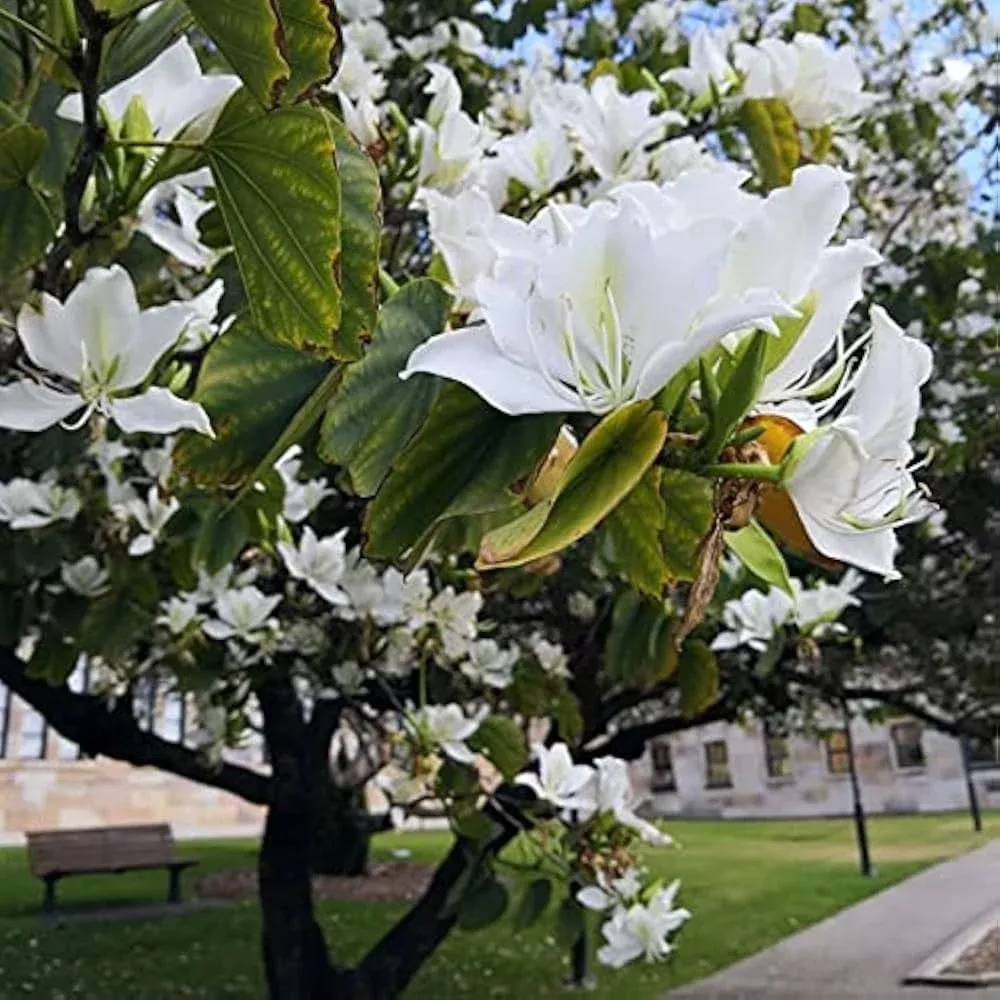 10-bauhinia-alba-seeds-white-orchid-tree-elegant-flowering-plant-gardens 10 Bauhinia Alba Seeds | White Orchid Tree | Elegant Flowering Plant for Gardens