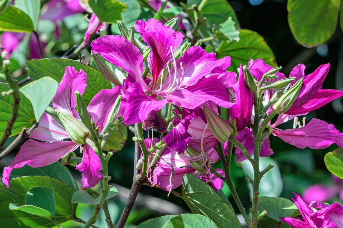 10-bauhinia-purpurea-seeds-purple-orchid-tree-exotic-flowering-plant-gardens 10 Bauhinia Purpurea Seeds | Purple Orchid Tree | Exotic Flowering Plant for Gardens