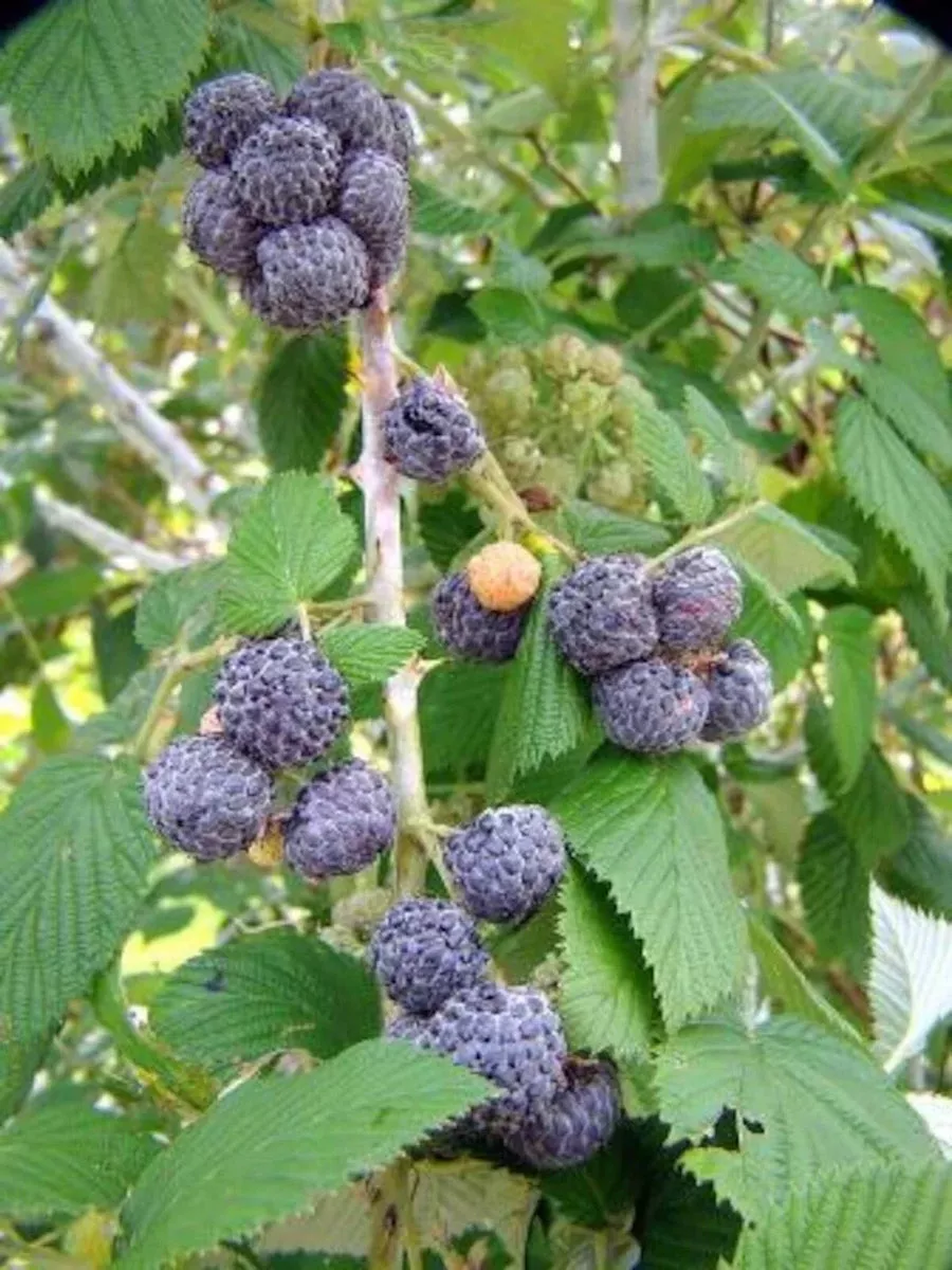 10-black-raspberry-plants-bare-root-starter-mysore-rubus-niveus-usda-zones-9-11- 10 Black Raspberry Plants Bare Root Starter Mysore Rubus Niveus USDA Zones 9-11 Edible Fruit Plant