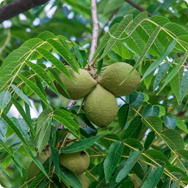 10-black-walnut-tree-seeds-juglans-nigra-hardy-perennial-nut-tree-fast-growing-s 10 Black Walnut Tree Seeds - Juglans nigra | Hardy Perennial Nut Tree | Fast-Growing Shade Tree for Landscaping