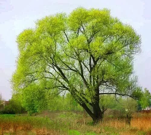 10-black-willow-tree-cuttings-fast-growing-shade-privacy-trees-salix-nigra 10 Black Willow Tree Cuttings - Fast-Growing Shade & Privacy Trees - Salix nigra