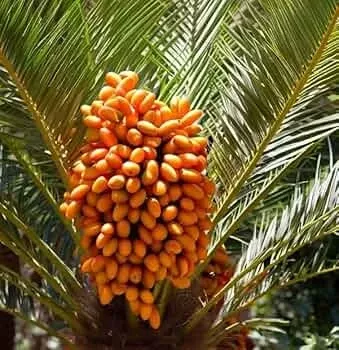 10-canary-island-date-palm-seeds-phoenix-canariensis-hardy-tropical-palm-65-ft-m 10 Canary Island Date Palm Seeds (Phoenix Canariensis) - Hardy Tropical Palm, 65 Ft Mature Height