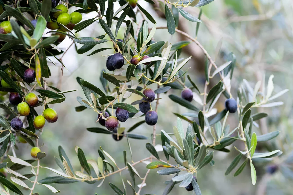10-canino-olive-tree-seeds-olea-europaea-mediterranean-edible-fruit-heirloom-var 10 Canino Olive Tree Seeds (Olea europaea) – Mediterranean Edible Fruit, Heirloom Variety