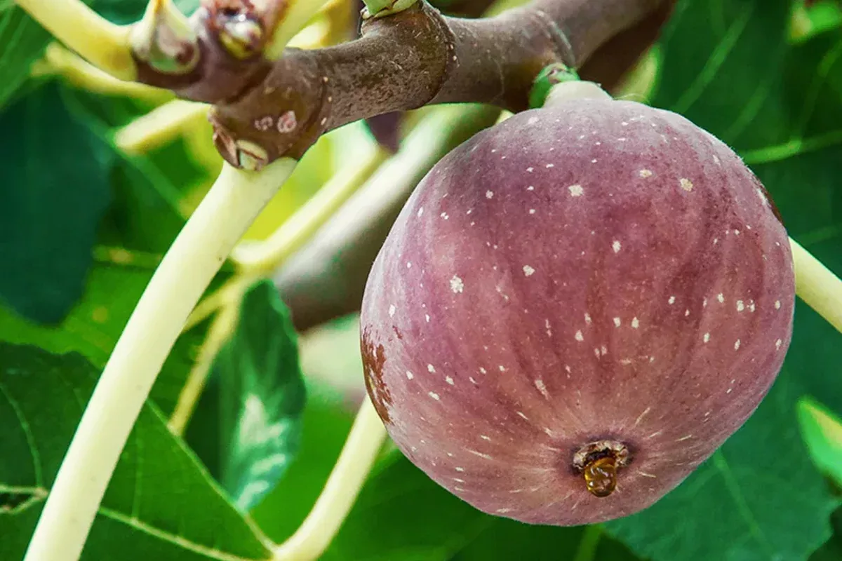 10-chicago-hardy-fig-tree-cuttings-9-10-5-nodes-each-cold-resistant-fast-growing 10 Chicago Hardy Fig Tree Cuttings 9"-10", 5+ Nodes Each, Cold-Resistant & Fast-Growing Fig for Temperate Climates