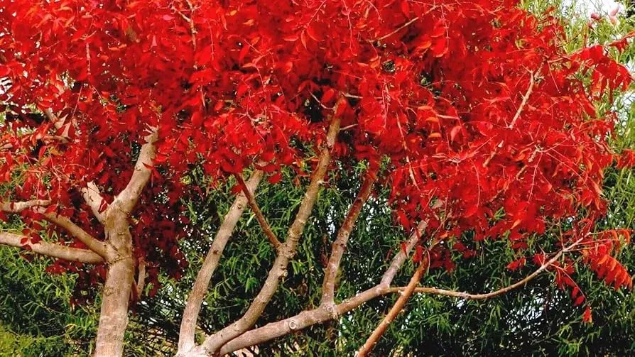 10-chinese-pistachio-tree-seeds-pistacia-chinensis-hardy-ornamental-fast-fall-co 10 Chinese Pistachio Tree Seeds (Pistacia chinensis) – Hardy Ornamental, Fast Fall Color, 35' Tall