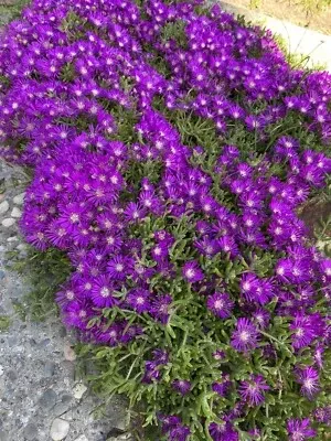 10-cuttings-creeping-ice-plant-rare-purple-pink-blooms-ground-cover-succulent-ea 10 Cuttings Creeping Ice Plant | Rare Purple/Pink Blooms | Ground Cover Succulent | Easy to Grow | Drought-Tolerant