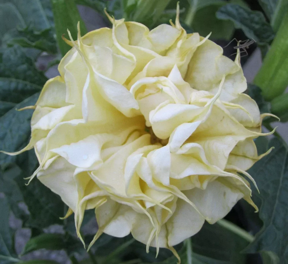 10-dbl-lemon-rose-angel-trumpet-seeds-brugmansia-datura-exotic-flower-seeds-gard 10 DBL Lemon Rose Angel Trumpet Seeds - Brugmansia Datura - Exotic Flower Seeds for Garden Planting - USA Grown