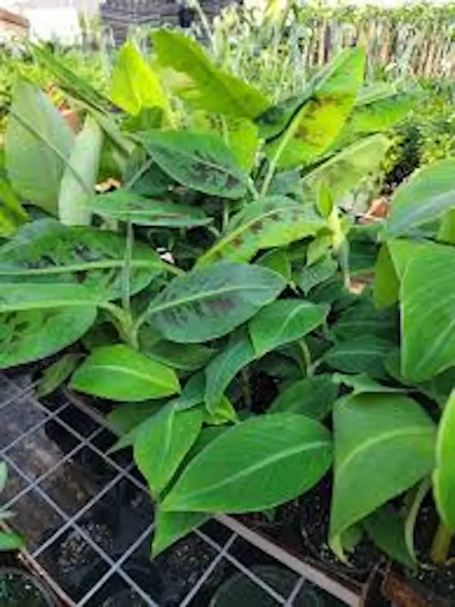 10-double-mahoi-banana-plants-double-headed-dwarf-cavendish-musa-acuminata-fast- 10 Double Mahoi Banana Plants - Double Headed Dwarf Cavendish - Musa acuminata - Fast Growing, Heat & Cold Tolerant, Bare Root