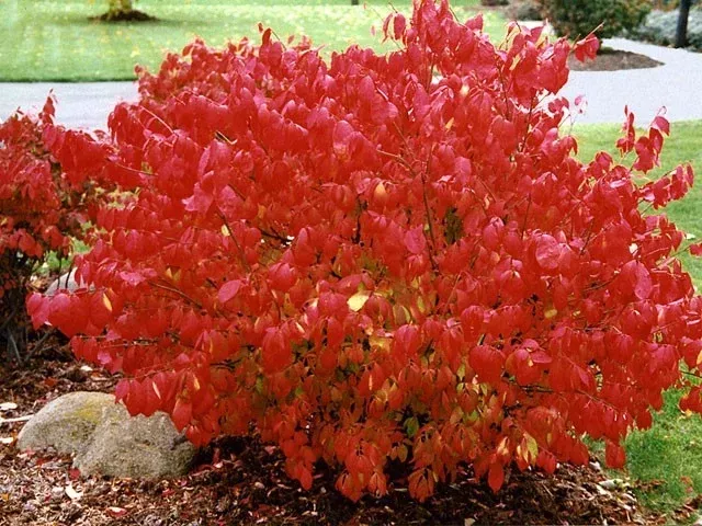 10-dwarf-burning-bush-plants-euonymus-alatus-hardy-bare-root-compact-shrubs-fall 10 Dwarf Burning Bush Plants, Euonymus alatus, Hardy Bare Root, Compact Shrubs, Fall Foliage 4-10" tall