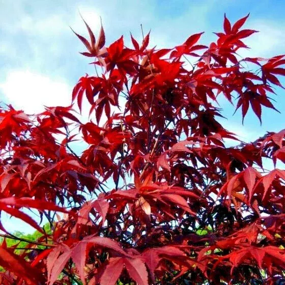 10-dwarf-japanese-red-linear-leaf-maple-seeds-acer-scolopendrifolium-bonsai-or-p 10 Dwarf Japanese Red Linear-Leaf Maple Seeds (Acer Scolopendrifolium) - Bonsai or Patio Tree