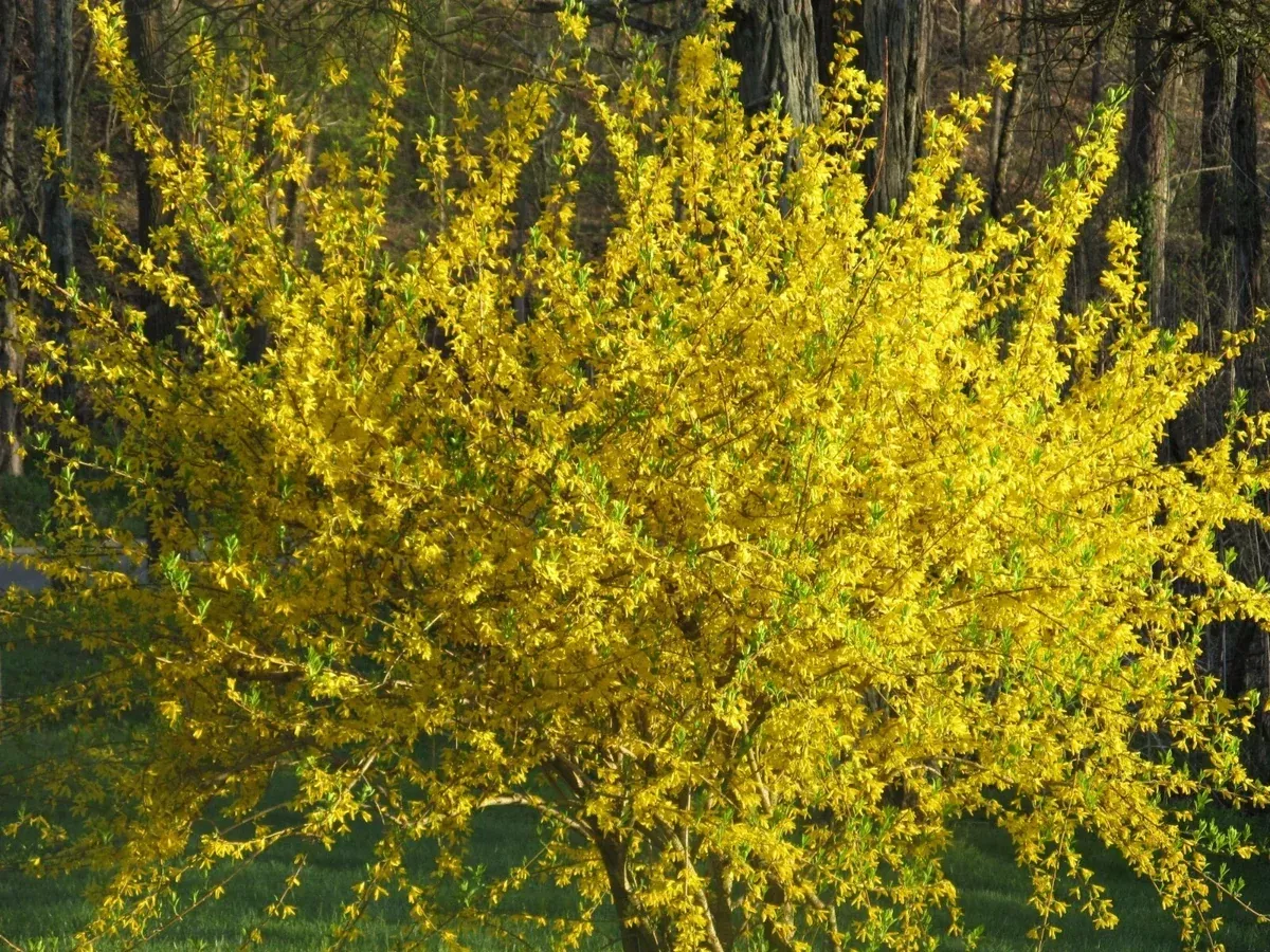 10 Forsythia Bush Cuttings - Lynwood Gold Variety - Easy to Root - Forsythia x intermedia 'Lynwood'