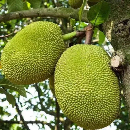 10-fresh-red-jackfruit-seeds-tropical-jack-fruit-tree-seeds-high-germination-rat 10 Fresh Red Jackfruit Seeds - Tropical Jack Fruit Tree Seeds - High Germination Rate, Ready to Grow