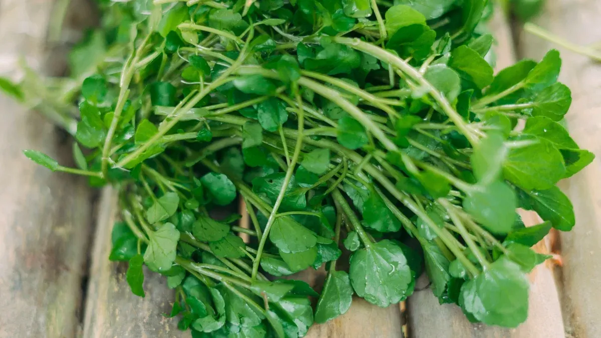 10-fresh-watercress-cuttings-with-roots-live-vegetable-ready-to-plant-fast-growi 10 Fresh Watercress Cuttings with Roots – Live Vegetable – Ready to Plant – Fast Growing & Nutrient-Rich