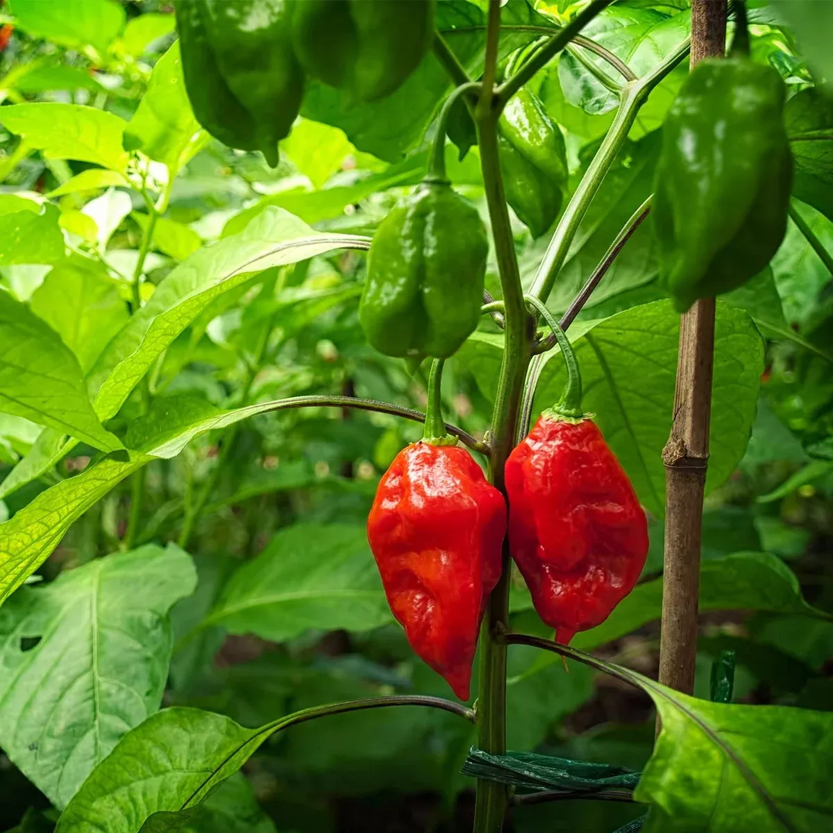 10-ghost-pepper-seeds-bhut-jolokia-extremely-hot-non-gmo-chili-spicy-gardens-con 10+ Ghost Pepper Seeds | Bhut Jolokia | Extremely Hot Non-GMO Chili for Spicy Gardens & Containers | Heirloom Variety