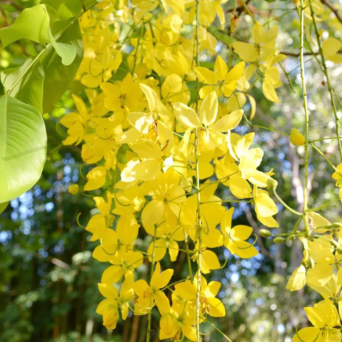 10-golden-shower-tree-cassia-fistula-seeds-30-40-tall-weeping-yellow-flowers-fas 10 Golden Shower Tree (Cassia fistula) Seeds – 30-40' Tall, Weeping Yellow Flowers, Fast Growing