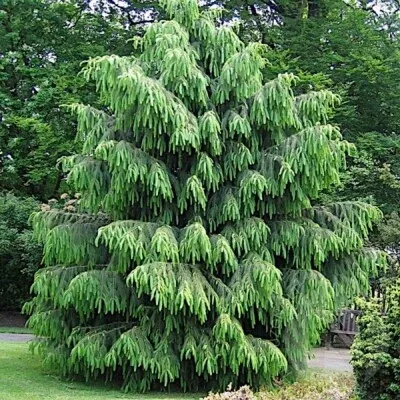 10-himalayan-spruce-tree-seeds-picea-smithiana-weeping-evergreen-bonsai-100-ft-m 10 Himalayan Spruce Tree Seeds (Picea smithiana) - Weeping Evergreen, Bonsai, 100 Ft Mature Height