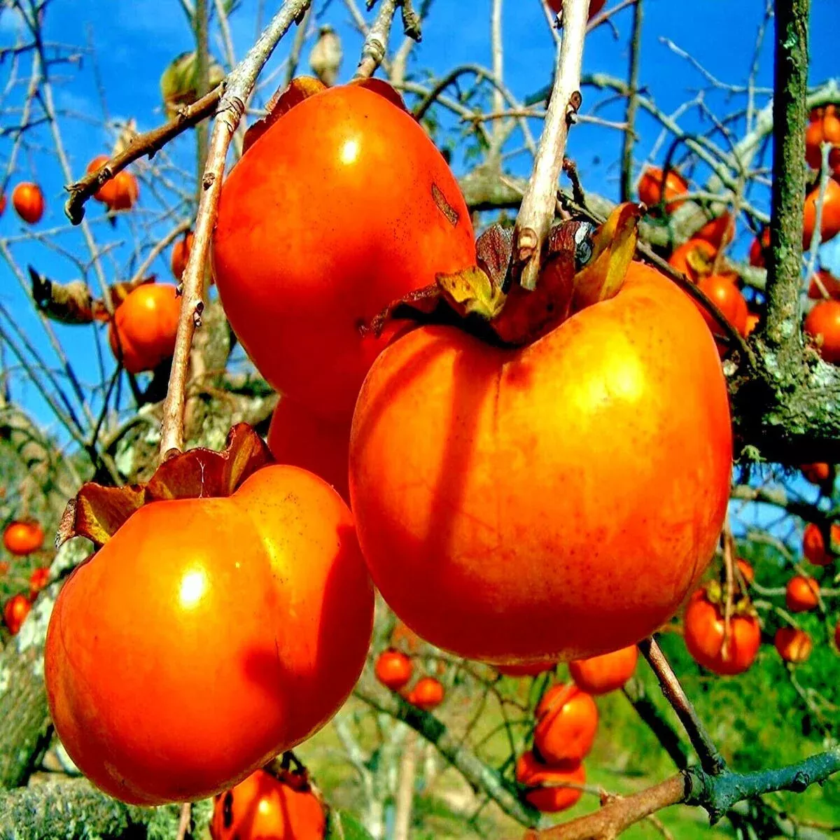 10 Japanese Persimmon Tree Seeds - Diospyros kaki - Hardy Fruit Tree 20-30ft - Fall Color